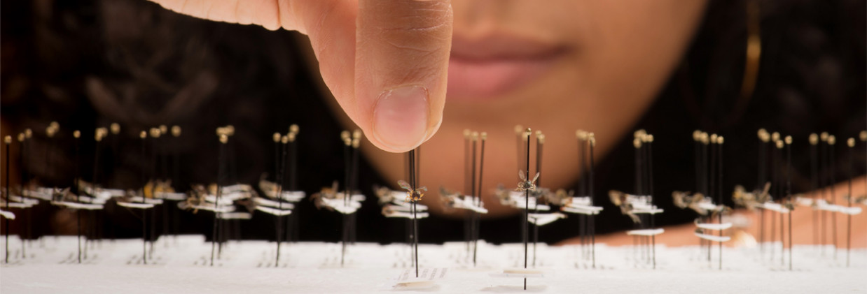 Insects on pins being studied